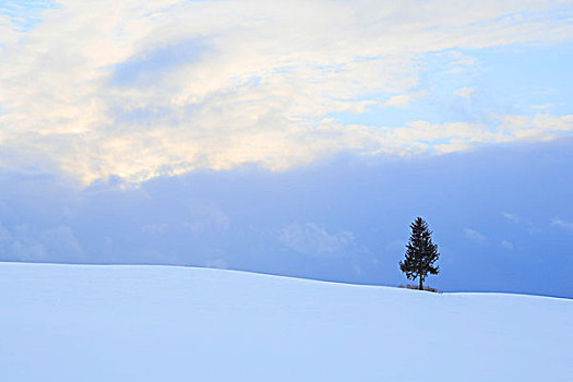 美瑛,山,树,日落,北海道