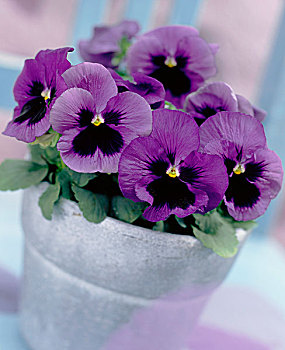 紫色,三色堇,锅