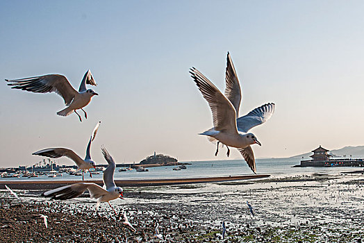 山东青岛栈桥海湾上空飞翔的海鸥