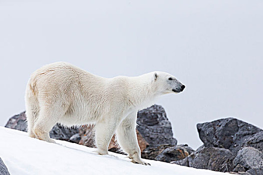 挪威,斯瓦尔巴特群岛,北极熊,走,海岸