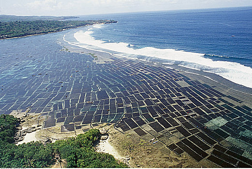 海草,培育,巴厘岛,印度尼西亚