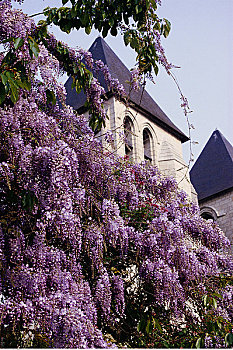 紫藤,花,靠近,房子