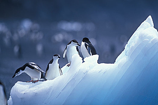 南极,欺骗岛,帽带企鹅,南极企鹅,平衡,冰山,火山,沙滩