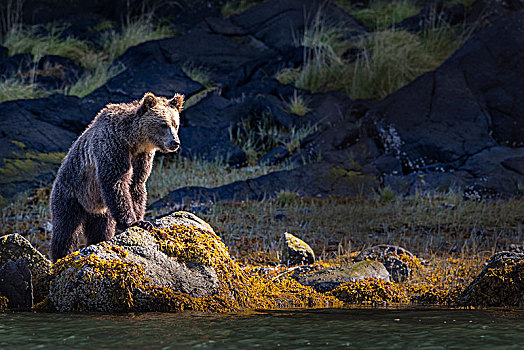 大灰熊,觅食,退潮,线条,挨着,水,大熊雨林,小湾,不列颠哥伦比亚省,加拿大