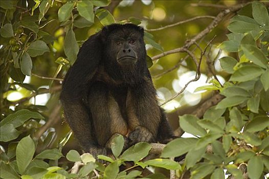 猴子,雌性,树上,潘塔纳尔,巴西,南美