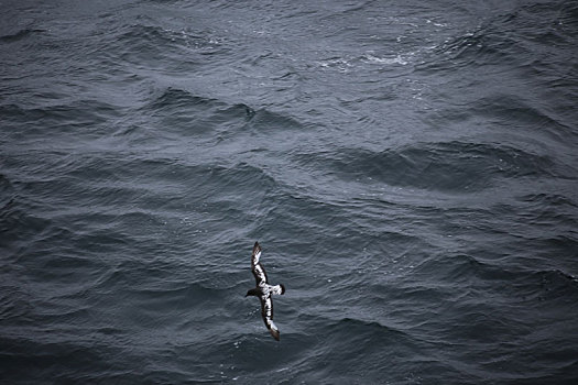 飞翔在大海上的南极海鸥
