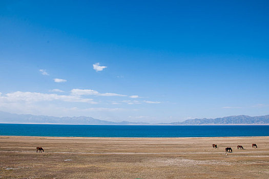 赛里木湖湖边草原上的马群
