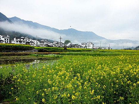 油菜花掩映的村落,2015年3月31日,摄于江西婺源江岭