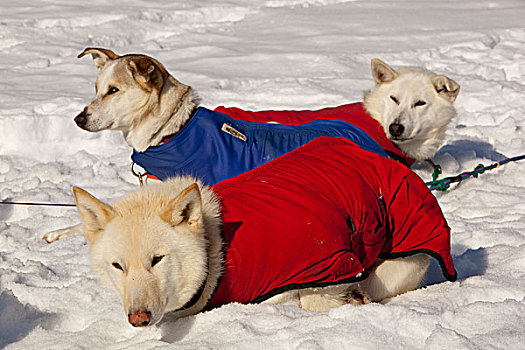 白色,雪橇狗,狗,外套,休息,雪中,太阳,室外,线缆,阿拉斯加,爱斯基摩犬,育空地区,加拿大