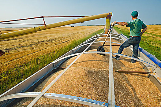 小麦,农场,卡车,丰收,靠近,曼尼托巴,加拿大