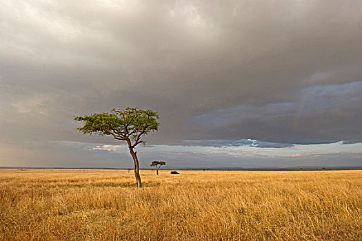 风景,马赛马拉,肯尼亚,非洲