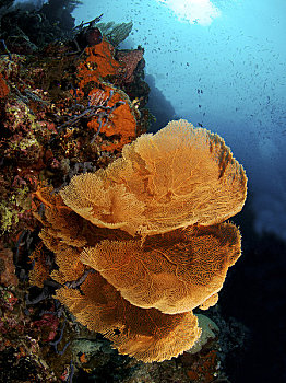 印度尼西亚,苏拉威西岛,海扇,珊瑚,水下景象