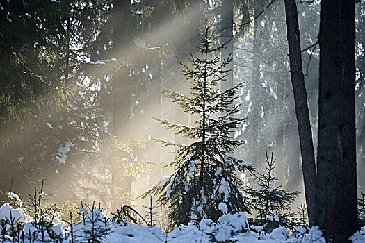云杉,树林,冬天,普拉蒂纳特,巴伐利亚,德国