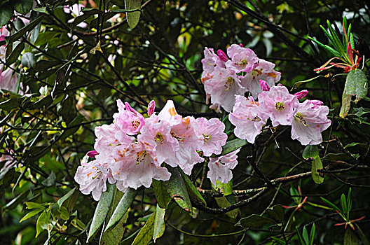 高山杜鹃花