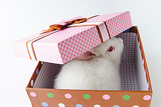 白色,兔子,礼盒,复活节,概念