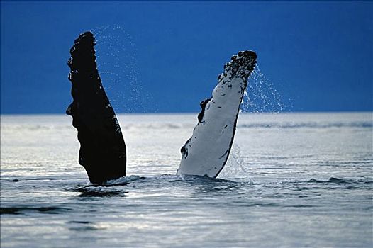 驼背鲸,大翅鲸属,鲸鱼,脚蹼,阿拉斯加