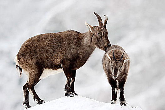 阿尔卑斯野山羊,羱羊,女性,幼兽,冬天,德国,欧洲