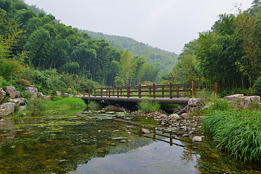 江苏,宜兴,竹海,风景区,夏日,迷人,风光