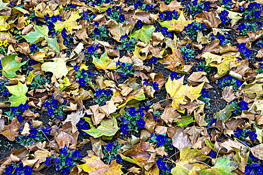 蓝色,三色堇,秋叶,巴登符腾堡,德国,欧洲