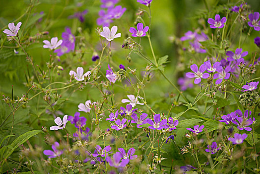 紫色,盛开,夏日草地,天竺葵,花