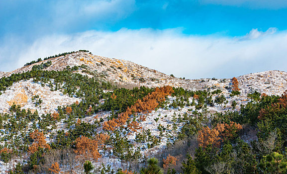 雪后