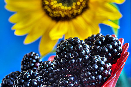 黑莓,正面,向日葵,特写