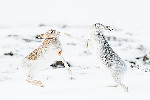 山,野兔,雪兔,拳击,雪地,动作,冬季外套,国家公园,高地,苏格兰,英国