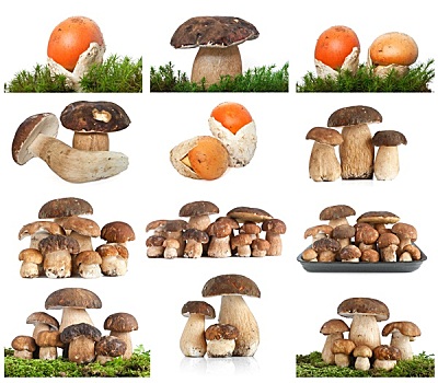 蘑菇,抽象拼贴画