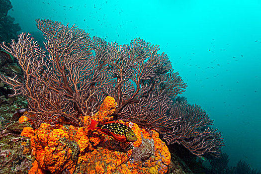 红灯,鹦嘴鱼,阶段,橙色,海绵,柳珊瑚目,海洋,鞭子,圣卢西亚,向风群岛,小安的列斯群岛,加勒比海