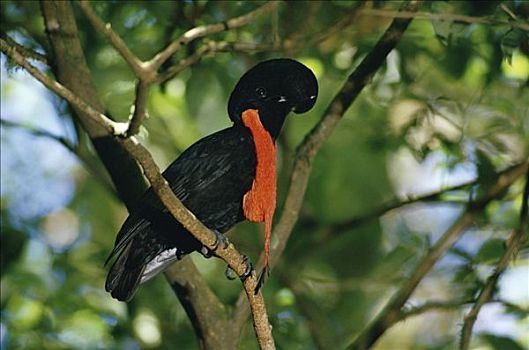 伞,鸟,展示,栖息,亚马逊雨林,秘鲁