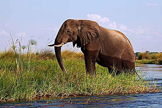 博茨瓦纳,奥卡万戈三角洲,大象