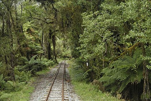 狭窄,计量器,铁路,雨林,尼罗河,走,国家公园,南岛,新西兰