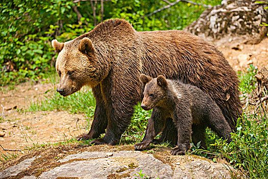 棕熊,成年,女性,幼兽,俘获,巴伐利亚森林国家公园,巴伐利亚,德国,欧洲