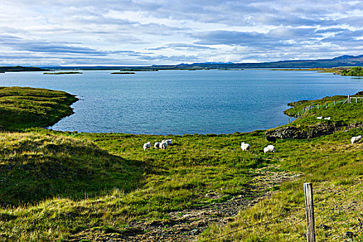 冰岛,绵羊,放牧,湖