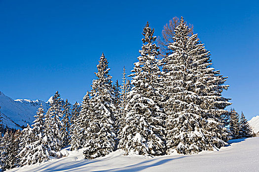 山谷,雪,深,冬天,提洛尔,奥地利,山林,积雪,树,流行,远足,攀登,滑雪,目的地
