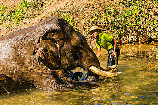 缅甸,掸邦,靠近,卡劳,绿色,山,山谷,大象,露营,看象人,沭浴,几个,白天