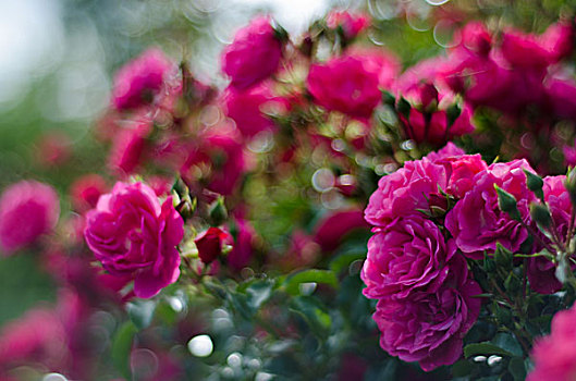 粉红玫瑰,灌木