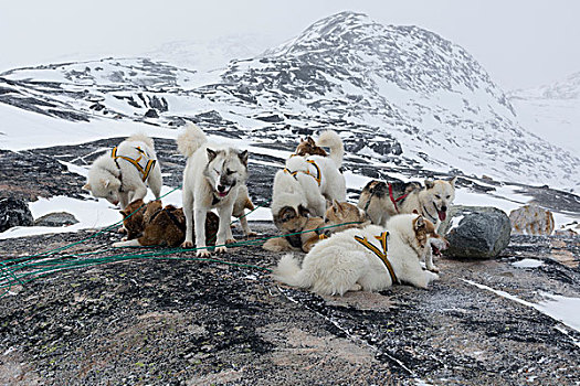 多,格陵兰,爱斯基摩犬,雪中,遮盖,风景,伊路利萨特
