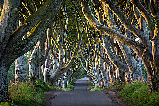 山毛榉,树林,道路,暗色,树篱,靠近,安特里姆郡,北爱尔兰,英国