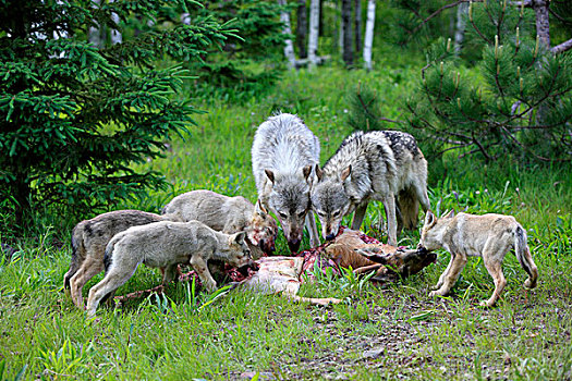 木料,狼,两个,成年,四个,幼兽,鹿,杀,明尼苏达,美国