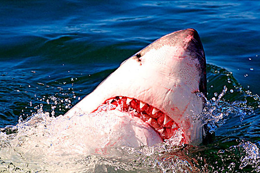 大白鲨,沙鲨属,表面,水,开普敦,福尔斯湾,南非
