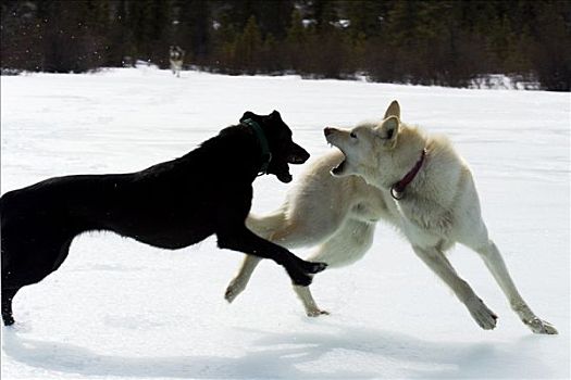 哈士奇犬,雪橇狗,争斗,玩耍,育空地区,加拿大