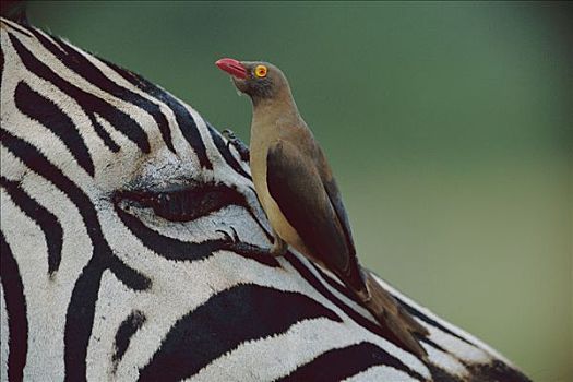 红嘴牛椋鸟,白氏斑马,斑马,禁猎区,南非