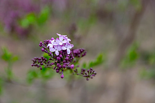 榆叶梅,丁香花