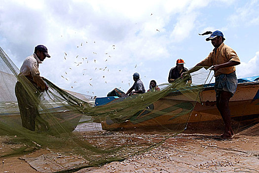 渔民,收集,抓住,斯里兰卡,七月,2007年