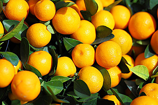 柑橘,春节
