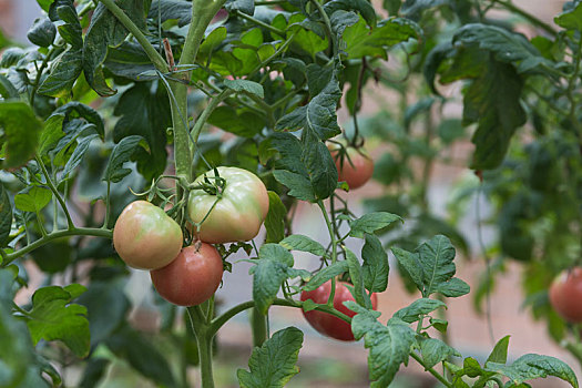 植株上生长中的西红柿