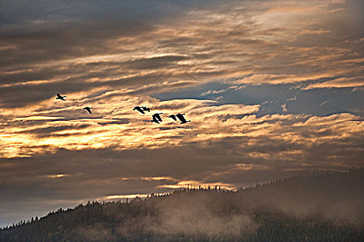 黑额黑雁,春天,湖,不列颠哥伦比亚省,加拿大