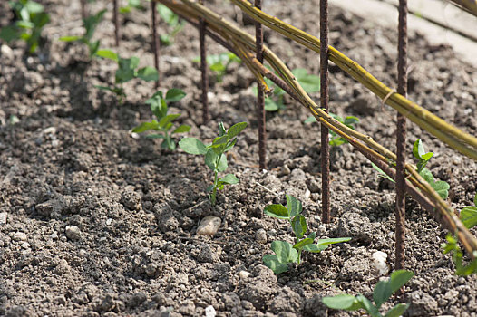 糖荚豌豆,有机,花园