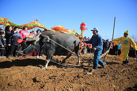 山东省日照市,田间地头闹春牛盼丰收,开启春耕序幕期盼五谷丰登